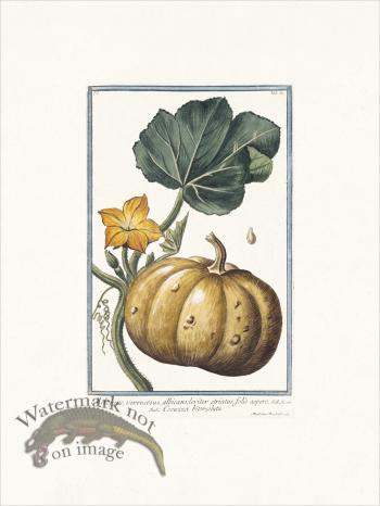 Bonelli 067 Cocuzza bitorzoluta